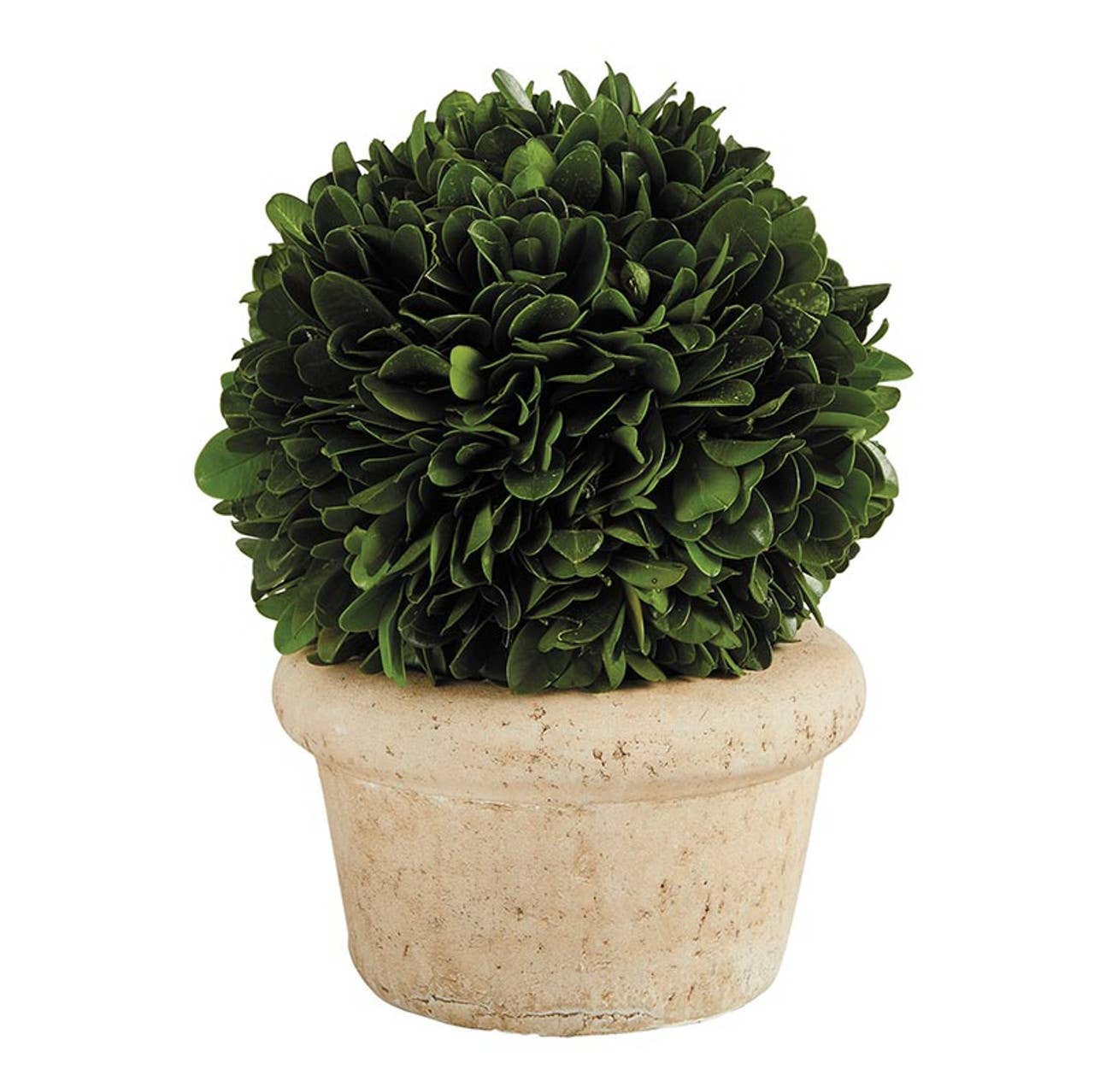 Topiary Boxwood - Small